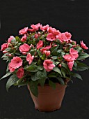 IMPATIENS NEW GUNIEA PINK,  POT PLANT