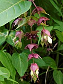 LEYCESTERIA FORMOSA HIMALYAN HONEYSUCKLE,  DECIDUOUS SHRUB