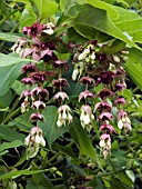 LEYCESTERIA FORMOSA,  HIMALAYAN HONEYSUCKLE DECIDUOUS SHRUB