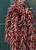 CAPSICUM ANNUUM,  DRIED CHILLI PEPPERS