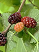 MORUS NIGRA,  BLACK MULBERRY,  FRUITS