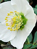 HELLEBORUS NIGER POTTERS WHEEL (CHRISTMAS ROSE)