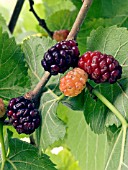 MORUS NIGRA,  BLACK MULBERRY,  FRUITS