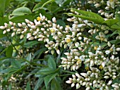 NANDINA DOMESTICA,  EVERGREEN