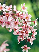 PRUNUS PADUS COLORATA EUROPEAN BIRD CHERRY.