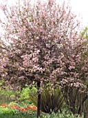 PRUNUS PADUS COLORATA,  EUROPEAN BIRD CHERRY FLOWERING CHERRY