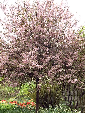 PRUNUS_PADUS_COLORATA__EUROPEAN_BIRD_CHERRY_FLOWERING_CHERRY