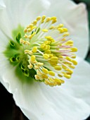 HELLEBORUS NIGER POTTERS WHEEL (CHRISTMAS ROSE)