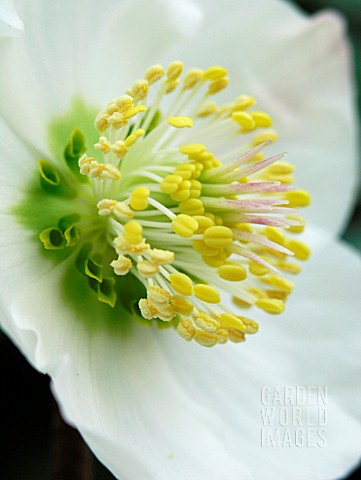 HELLEBORUS_NIGER_POTTERS_WHEEL_CHRISTMAS_ROSE