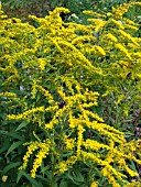 SOLIDAGO MARVELLOUS GOLD