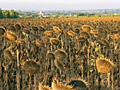 HELIANTHUS,  SUNFLOWER CROP,  HARVEST STAGE