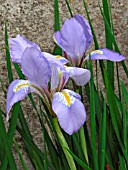 IRIS UNGUICULARIS) (ALGERIAN IRIS)