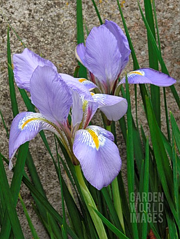 IRIS_UNGUICULARIS_ALGERIAN_IRIS