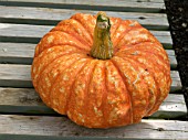 CUCURBITA MAXIMA,  SQUASH TURBON ROUGE