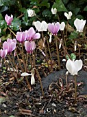 CYCLAMEN NEAPOLITANUM,  SHOWING LARGE TUBER AND BUDS