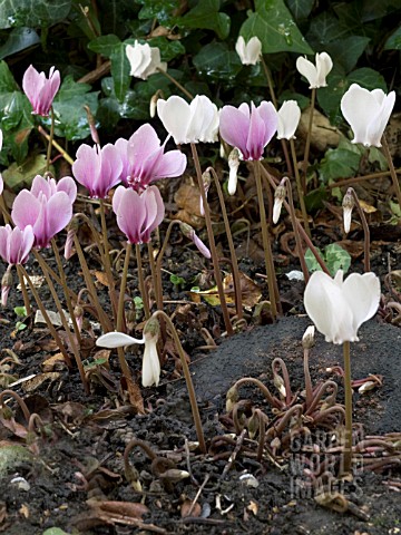 CYCLAMEN_NEAPOLITANUM__SHOWING_LARGE_TUBER_AND_BUDS