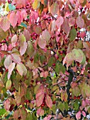 EUONYMUS PLANIPES,  AUTUMN COLOUR.