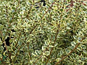 LUMA APICULATA GLANGLEAM GOLD