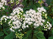 EUPATORIUM RUGOSUM