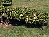 MALUS DOMESTICA,  APPLE,  DOUBLE OPPOSING HORIZONTAL CORDONS,  TRAINING METHOD