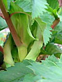 MELIANTHUS MAJOR