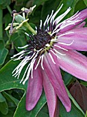 PASSIFLORA X VIOLACEA,  PASSION FLOWER