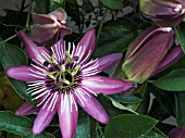 PASSIFLORA X VIOLACEA,  PASSION FLOWER