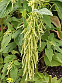 AMARANTHUS CAUDATUS VAR VIRIDIS,  HALF HARDY ANNUAL