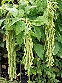 AMARANTHUS CAUDATUS VAR VIRIDIS,  HALF HARDY ANNUAL