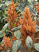 AMARANTHUS CRUENTUS HOT BISCUITS,  HALF HARDY ANNUAL