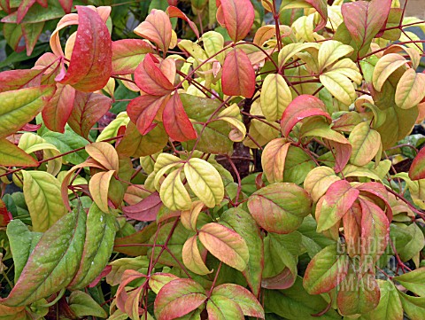 NANDINA_DOMESTICA_FIRE_POWER