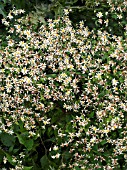 ASTER DIVARICATUS,  HARDY PERENNIAL