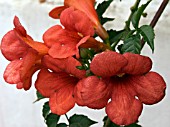 CAMPSIS RADICANS,  TRUMPET VINE,  DECIDUOUS CLIMBER