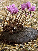 CYCLAMEN NEAPOLITANUM,  HARDY BULB,  MATURE PLANT