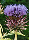 CYNARA CARDUNCULUS,  FLORISTS CARDY,  HARDY PERENNIAL