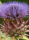 CYNARA CARDUNCULUS,  FLORISTS CARDY,  HARDY PERENNIAL