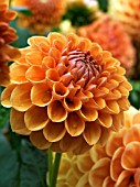 DAHLIA RUSKIN TANGERINE