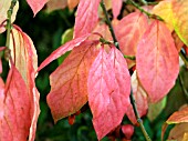 EUONYMUS PLANIPES,  DECIDUOUS SHRUB