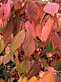 EUONYMUS PLANIPES,  DECIDUOUS SHRUB