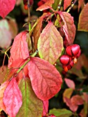 EUONYMUS PLANIPES,  DECIDUOUS SHRUB