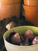 HYACINTH PREPARED BULB PLANTING SEPTEMBER