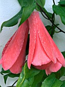 LAPAGERIA ROSEA,  TENDER CLIMBER