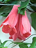 LAPAGERIA ROSEA,  TENDER CLIMBER