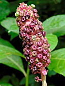 PHYTOLACCA AMERICANA (VIRGINIAN POKEWEED)