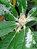 RHODODENDRON YAKUSHIMANUM DUSTY MILLER