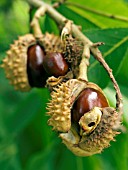 AESCULUS GLABRA,  OHIO BUCKEYE,  HORSE CHESTNUT