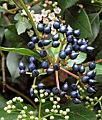 VIBURNUM TINUS EVE PRICE BERRIES