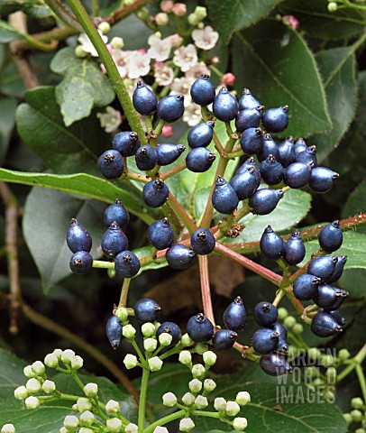 VIBURNUM_TINUS_EVE_PRICE_BERRIES