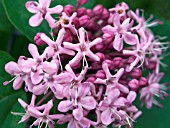 CLERODENDRON BUNGEI,  DECIDUOUS TENDER SHRUB