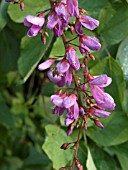 DESMODIUM CALLIANTHUM